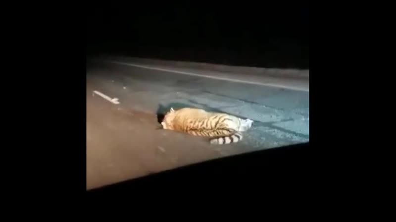 В приморском крае автобус сбил амурского тигра, который выбежал на дорогу водитель опасается, что теперь его могут наказать