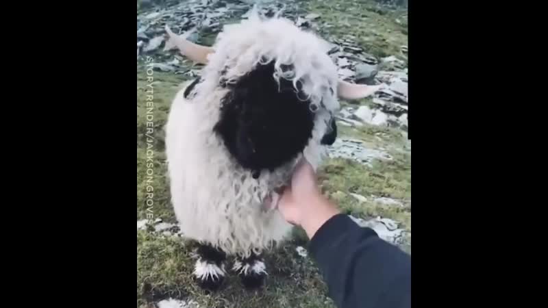 Подружился с пушистой овечкой
