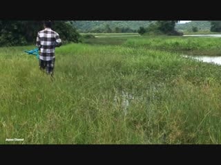 Amazing crossbow fishing creative man shooting big fish with crossbow in my village amazing crossbow fishing creative man sh