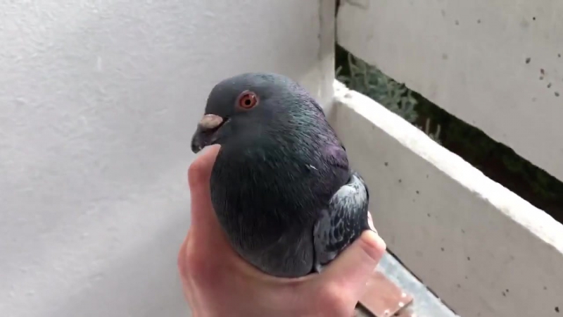 Голуби зашли не в тот дом