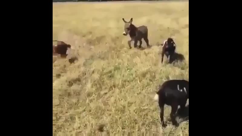 Молодой и резвый