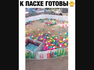 Скитлстрянка птичек