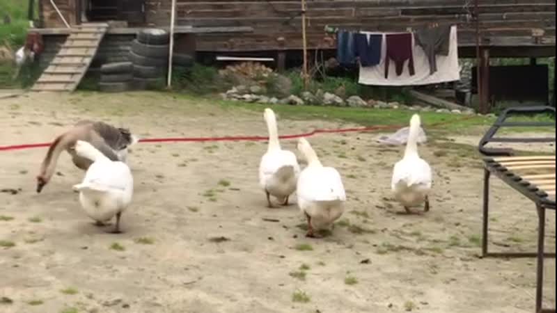 Гуси в салехарде