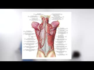 Массаж ягодичной зоны основные приёмы, как массировать ягодицы