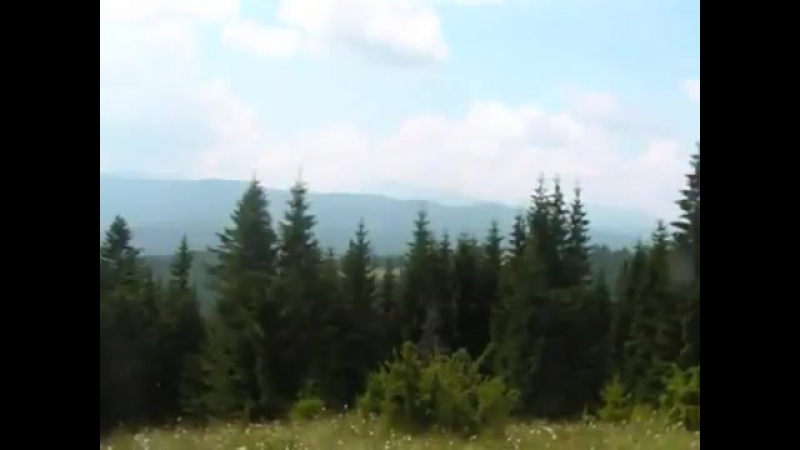 Пісня «черемшина»