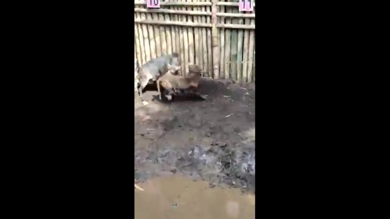 Беззубый подсвинок vs пит