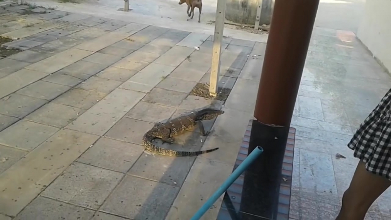Полосатый варан ударяет молодые (water monitor hits dog)