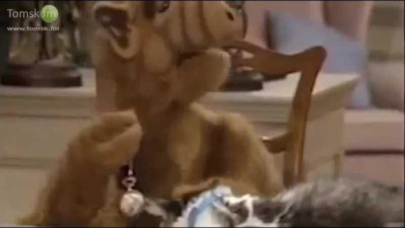 Паскуда тварь нормально тебе