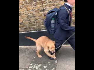 Huxley the adorable golden retriever puppy tried his best to stop his owner from going to school