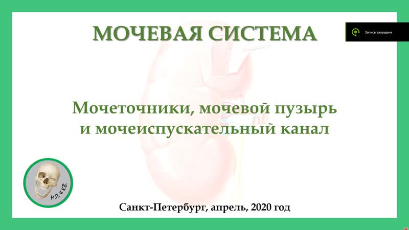 Мочеточник, мочевой пузырь и мочеиспускательный канал