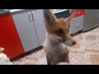 Лисичка мороженка и разбитое колено