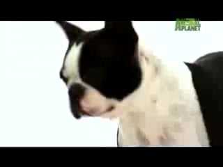 Rose and bug on dogs 101 boston terrier!