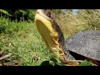 Stock footage an endangered blanding s turtle emydoidea blandingii extends its long neck and looks around in ont