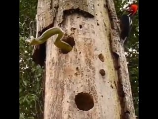 Woodpecker vs large snake rare footage