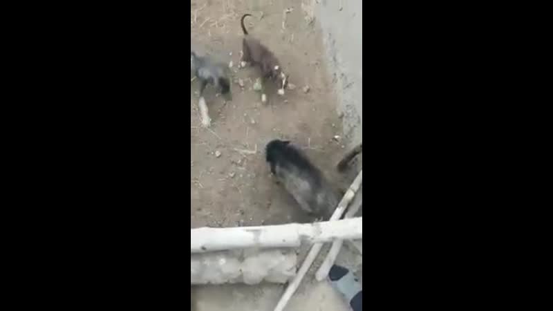 Кабан без клыков против молодые