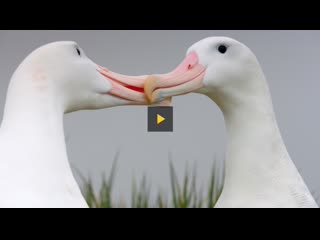 Albatrosses life long bond begins with this elaborate courtship