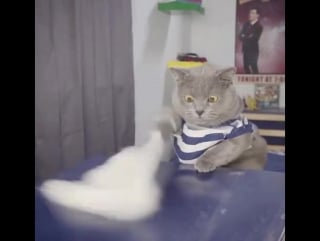 Мистер пропер