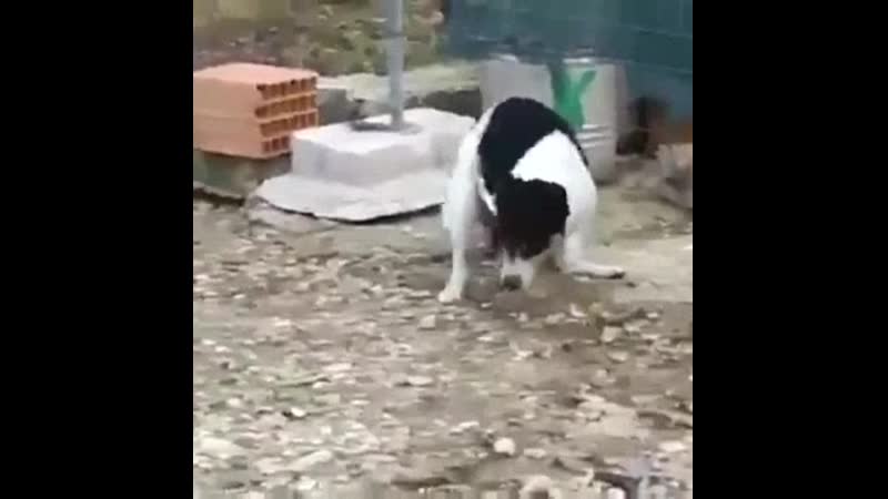 Лайфхак как правильно жарить курицу