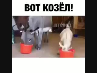 Козёл (vhs video)