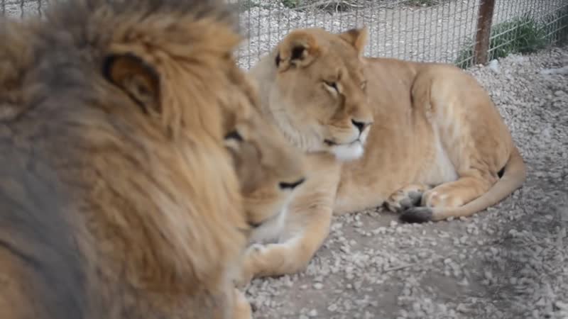 У льва олежки и львицы лизы любоффффф!