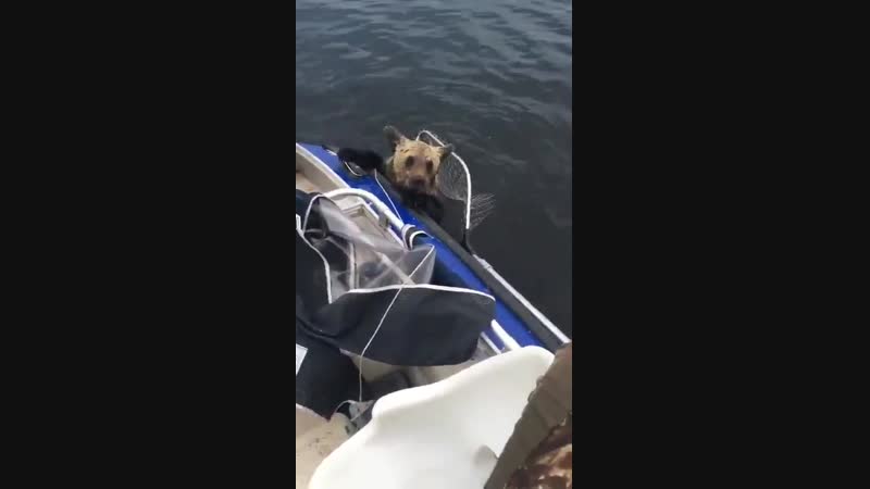Чудесное спасение