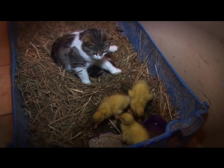 Amazing cat feeding ducklings day 6