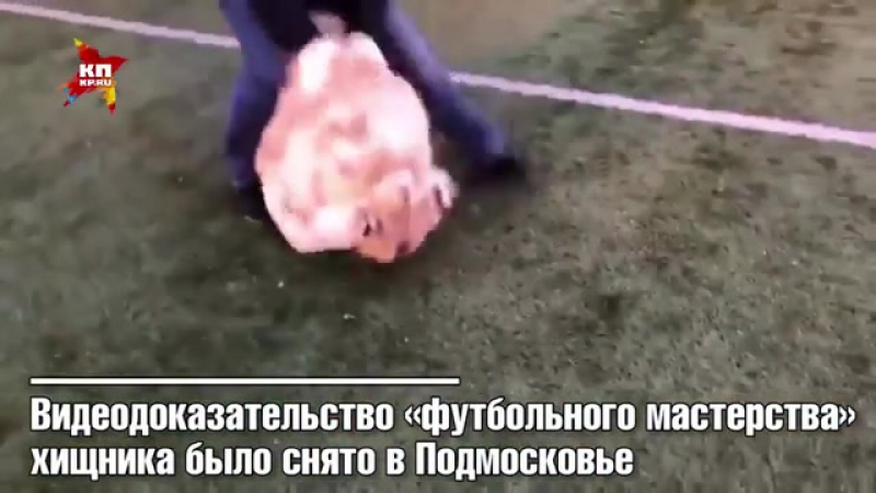 К чм 2018 у россии появилось секретное оружие! так шутят в соцсетях по поводу видеоролика, на котором в футбол играет тигр