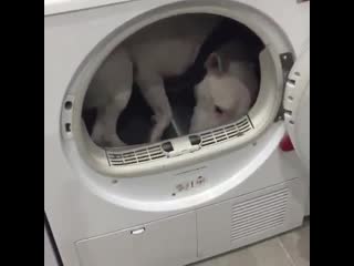 Video by bullterrier love mp4