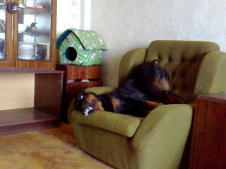 Айка кверху попой