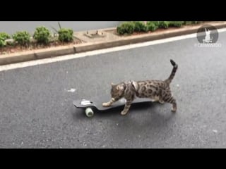 Усатый скейтер (vhs video)