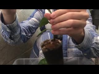 [мария телешова] результаты привии цитрусов