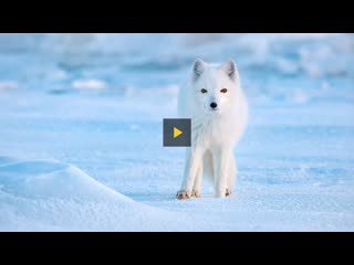 Meet the small arctic porn that conquer their big polar world