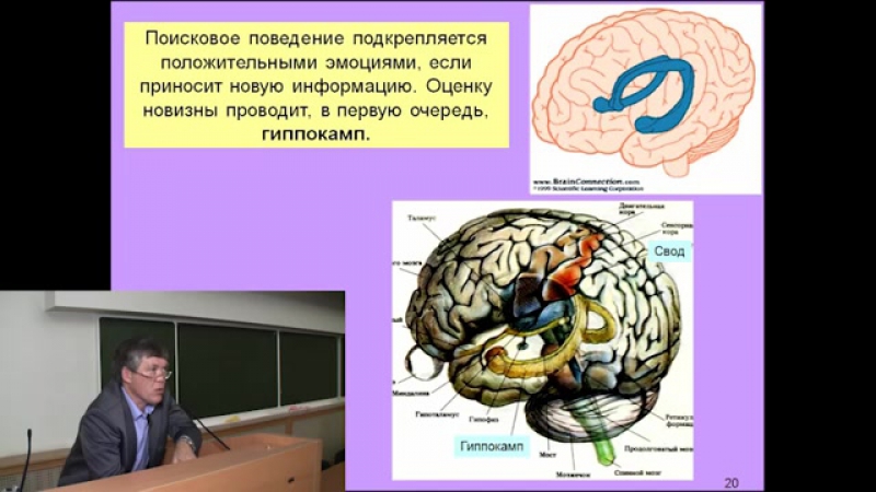 Дубынин вячеслав мозг и новая информация