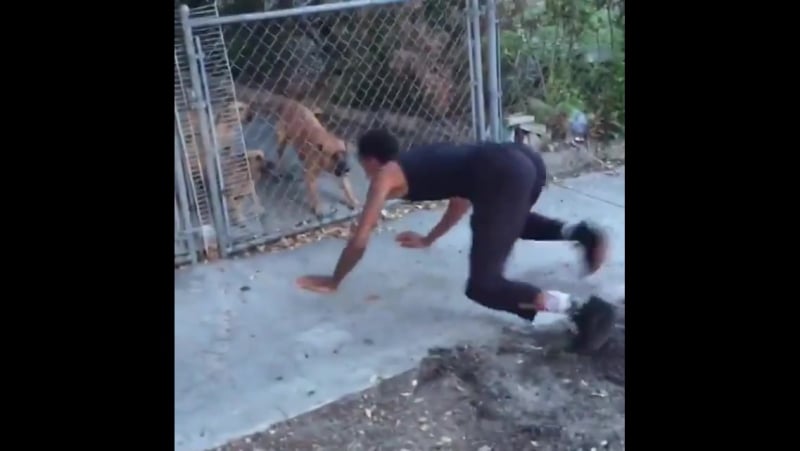 Нига, воспитанный в стае