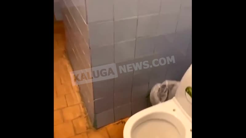 Семенович в школьном туалете в калуге