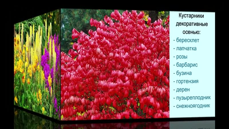 7 правил создания красивого цветника или клумбы подбор красивых цветов и растений для цветника