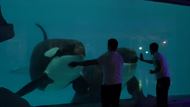 Тренироа косаток