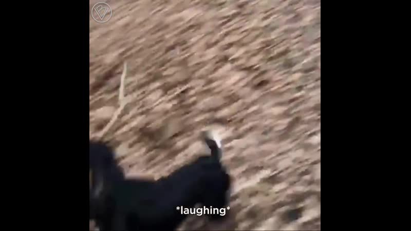 Собачки с большими палками