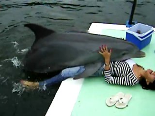 Спаривание дельфинов в редком видео