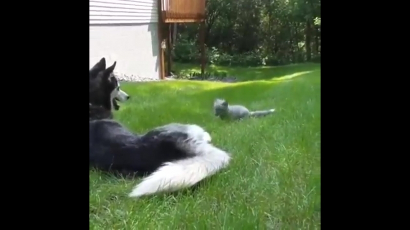 Husky porn video – Husky plays with a fox cub