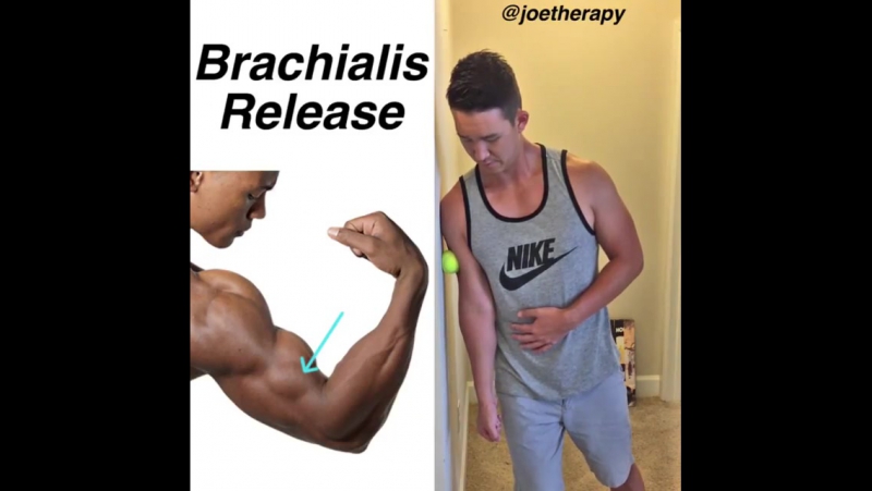 Плечевая мышца