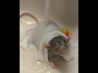 Крыска принимает пенную ванную