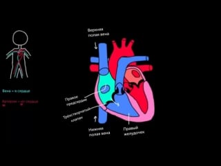Непрерывный поток через сердце