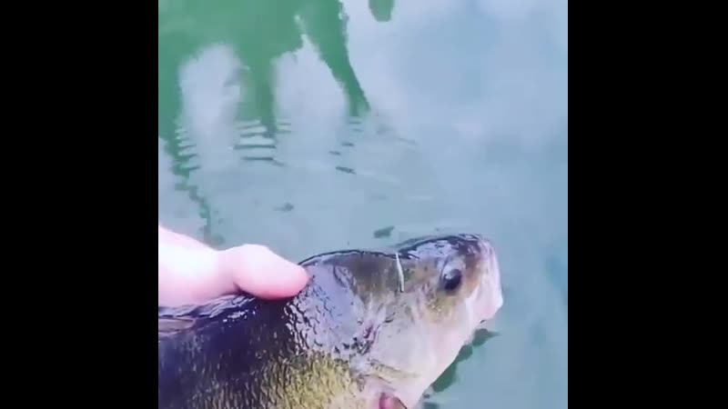 Пузатый окунь