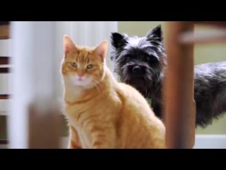 [теперь я знаю] факты о кошках, которые надо знать хозяевам!