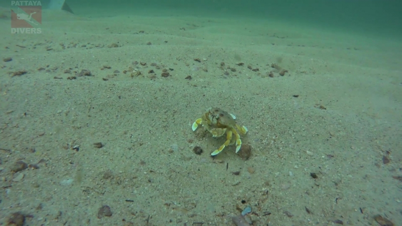 Crab porn video – Moon crab | diving pattaya, thailand