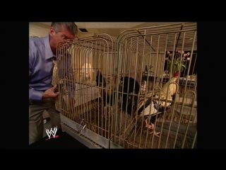 Raw vince mcmahon invited hotel room service in and they delivered a cage with a couple of chickens (cocks) inside