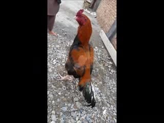 Dünyada bi̇ri̇nci̇li̇k almiş hi̇nt horozlari,indian cock,bhaarateey murga,ayam