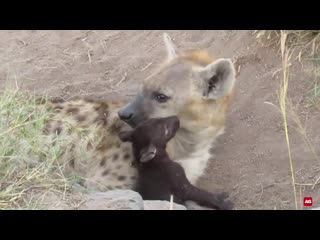 Mother hyena and cub