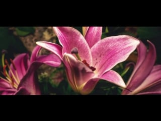 Флакон аю dreams